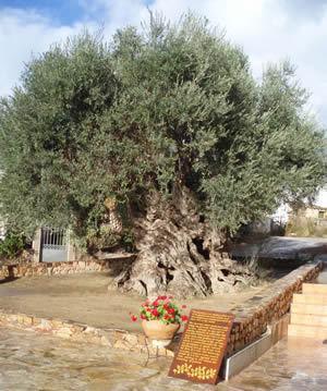 Daratsos Nea Kydonia Suites & Studios מראה חיצוני תמונה